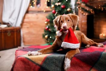С Новым Годом!!! С Новым Годом!!!